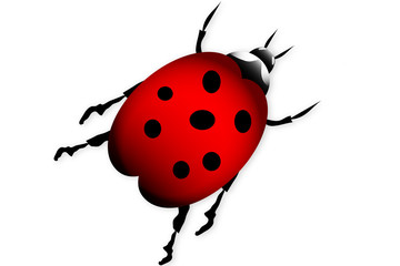 Ladybug isolated on white