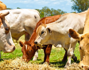 Cows and yearlings feed on lucerne hay
