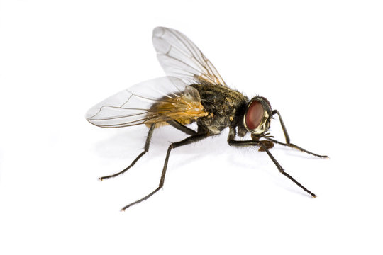 horse fly in close up