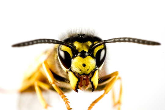 head of wasp in white background
