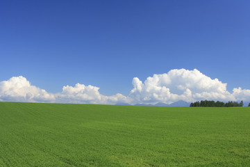 Fototapeta na wymiar Pole pszenicy i chmury