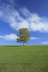 Fototapeta na wymiar 一本の木と草原