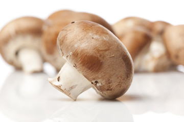 A fresh brown mushroom