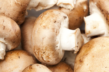 A fresh brown mushroom