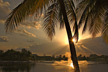 Coconut tree at sunset in Kuala Lumpur, Malaysia © Andy Lim