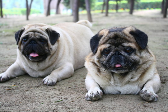 狗