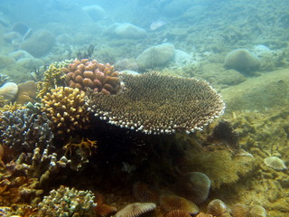 Corals of the South-Chinese sea