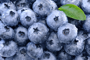 フレッシュ　ブルーベリー