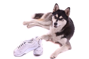 Junghund Husky mit Sportschuhe