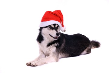 Obraz premium liegender Junghund Husky mit Nikolausmütze