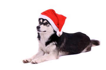 Junghund Husky zu Weihnachten