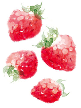 Strawberry　Illustration of watercolor
