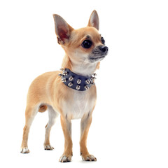 Obraz premium chihuahua et collier a clous