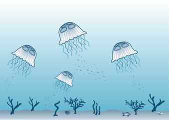 Meduse. Jelly fish