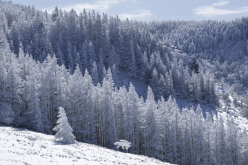 霧氷のカラマツ林