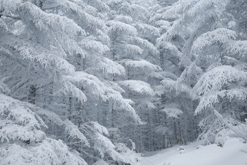 雪の付いた木々