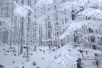 雪の付いた木々