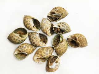 Snail Shell underneath