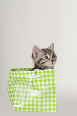 Gattino con sfondo grigio e sacchetto verde