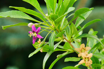 Goji Bluete - goji berry flower 04
