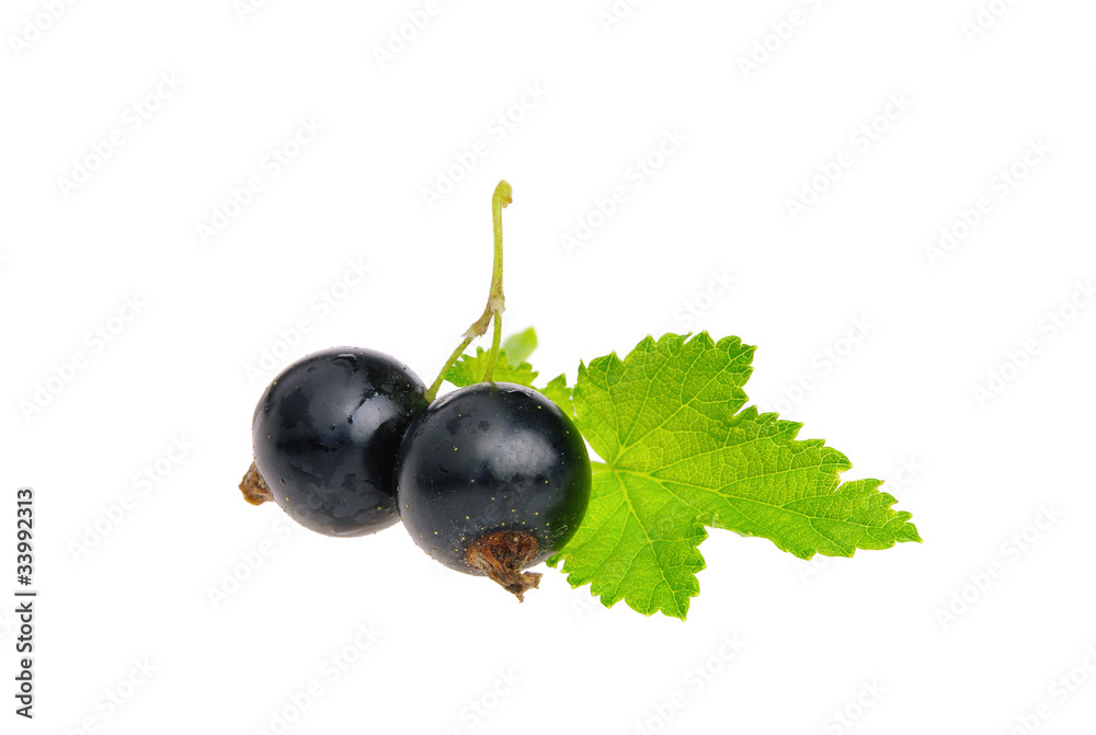 Poster johannisbeere schwarz freigestellt - black currant isolated 04