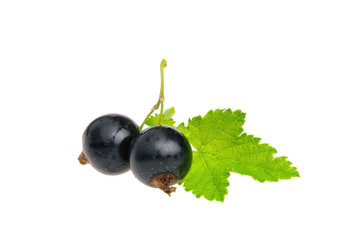 Johannisbeere schwarz freigestellt - black currant isolated 04