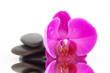 orchidée et galets noirs - effet miroir