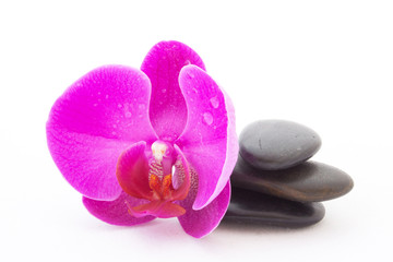 Fototapeta na wymiar Różowa orchidea i czarne kamyki