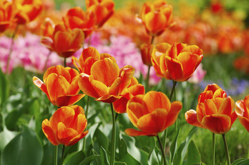 Fototapeta premium チューリップ