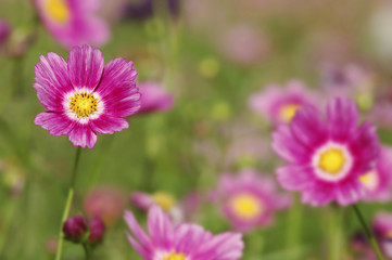 Fototapeta premium コスモス