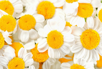 Camomile