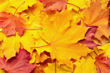 Naklejka na ściany i meble Background from autumn leaves
