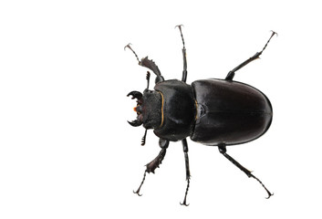 bug