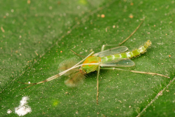 green mosquitog