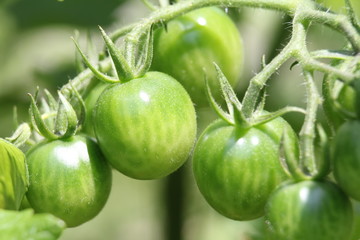 トマトのまだ青い果実