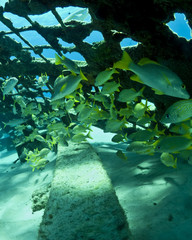 Fishes in the caribbean sea