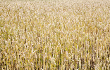 blé avant la moisson