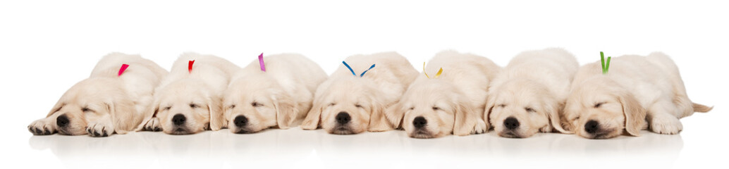 Puppies golden retriever