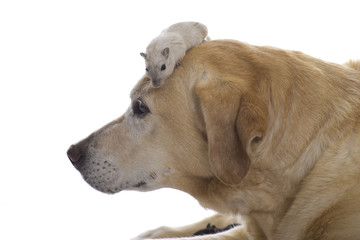 Gerbil crawls on a Labrador; animal friendship.