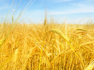 Wheat field
