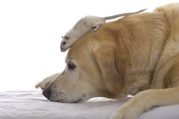 Gerbil krabbelt auf einem Labrador;Tierfreundschaft.