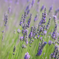 Branches of flowering lavender