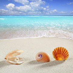 beach summer vacation background shell pearl clam