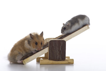 Weight comparison between hamsters