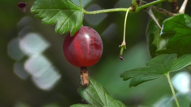 Stachelbeere - Ribes uva-crispa