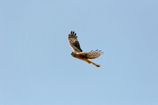 Circus cyaneus - Busard Saint-Martin - Northern Harrier