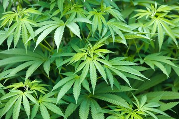 Marijuana cannabis plant