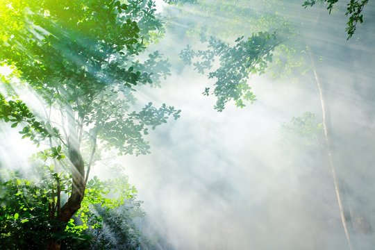 forest morning sunshine and mist © Stéphane Bidouze