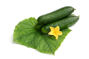Cucumbers with leaf and flower