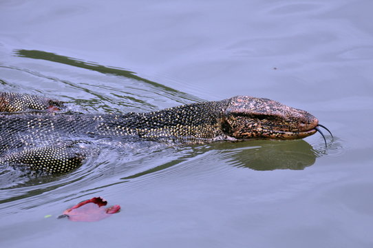 Swimming snake